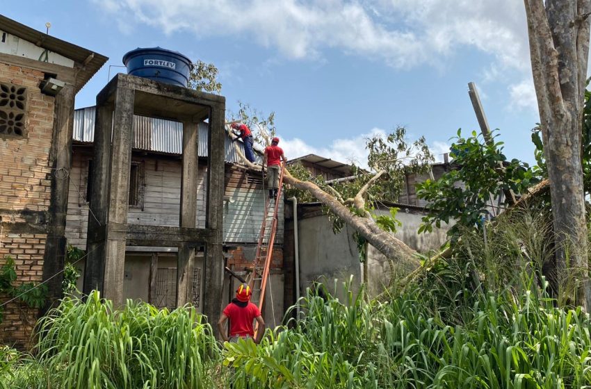  Ventania derruba árvore sobre casa no centro de Laranjal do Jari; ninguém se feriu