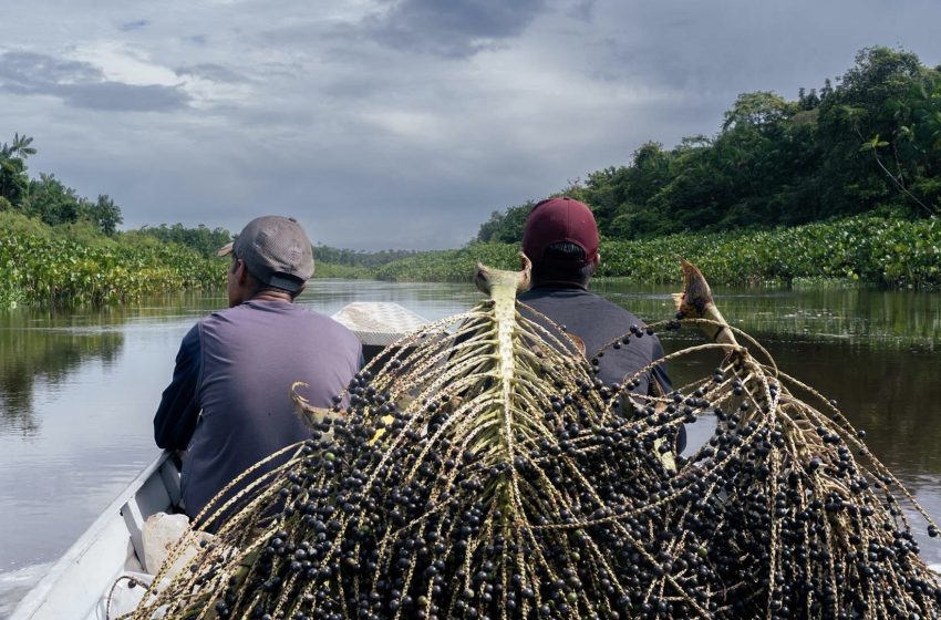  Associação indígena do Amapá vence prêmio global de sustentabilidade da ONU