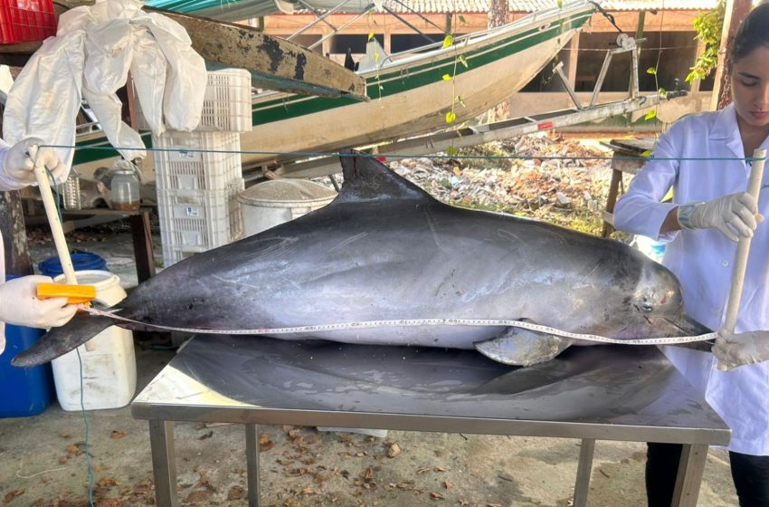  Boto-cinza é encontrado morto com marcas de rede e lâmina na orla de Macapá