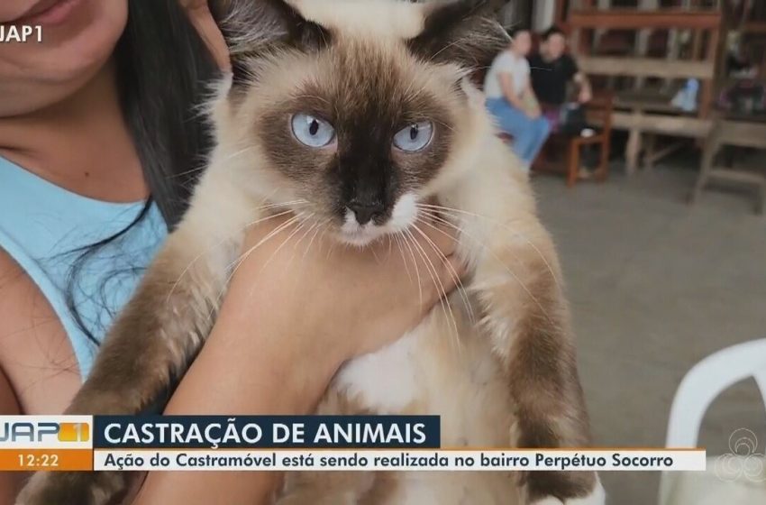  Castração gratuita atende cães machos na zona sul de Macapá até sexta-feira (26)