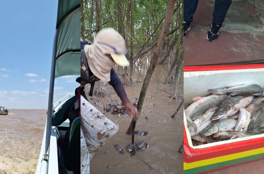  Fiscalização do ICMBio apreende mais de 600 caranguejos em área protegida no Amapá