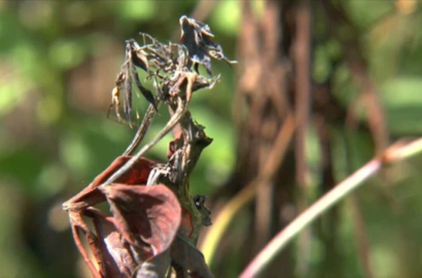  Governo Federal destina mais R$ 18 milhões para combater vassoura-de-bruxa nas plantações do Amapá