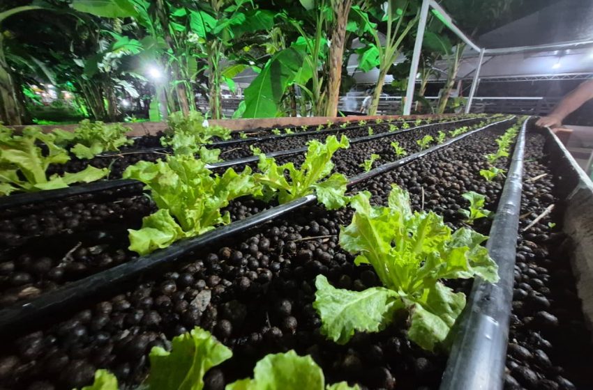  Cultivo de alface em areia e em caroços de açaí é testado como alternativa sustentável no AP