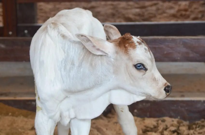  Bezerra nasce durante a Expofeira do Amapá e vira mascote do evento