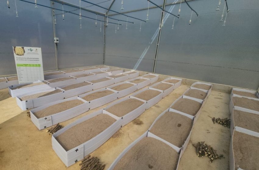  Produtores indígenas de Oiapoque recebem tecnologia para combater praga da mandioca