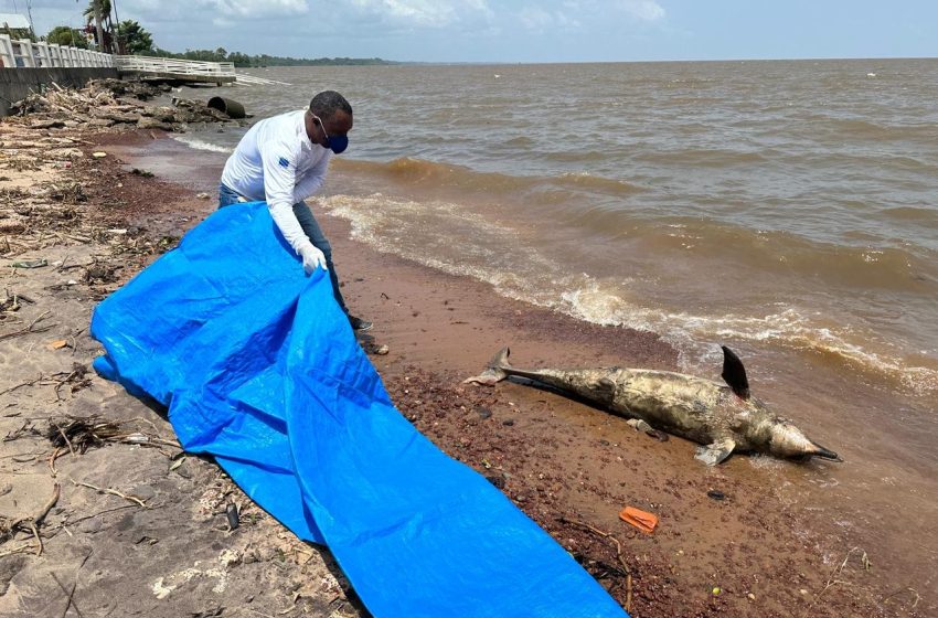  Boto tucuxi de 1,73 metro é encontrado morto às margens do Rio Amazonas, em Macapá