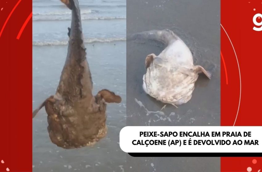  Peixe-sapo encalha em praia do Amapá e é devolvido ao mar; VÍDEO