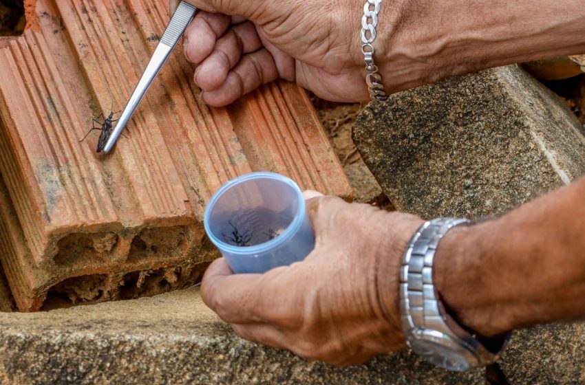  Macapá registra 36 casos de doença de Chagas entre janeiro e outubro de 2025, segundo a SVS