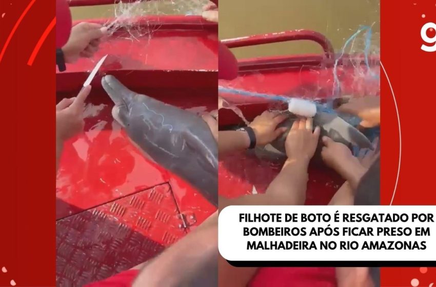  Filhote de boto é resgatado por bombeiros após ficar preso em malhadeira no rio Amazonas