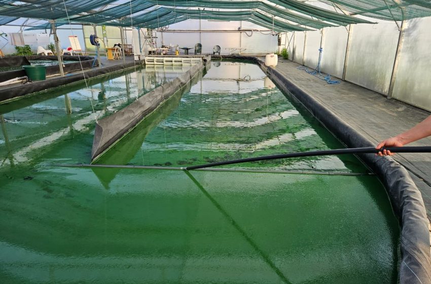  Microalga espirulina é aposta de startup do Amapá para exportação e saúde