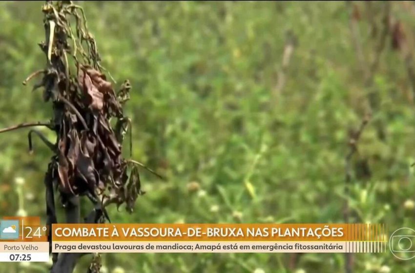  Embrapa apresenta cultivo de banana como alternativa para crise da mandioca no Amapá
