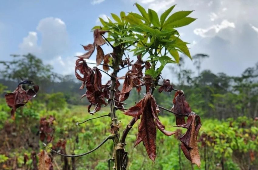  Vassoura-de-bruxa ameaça lavouras de mandioca no Amapá e preocupa produtores