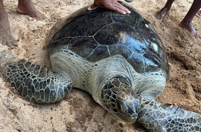  Tartaruga marinha de 200 kg é resgatada ferida em rio no interior do Amapá