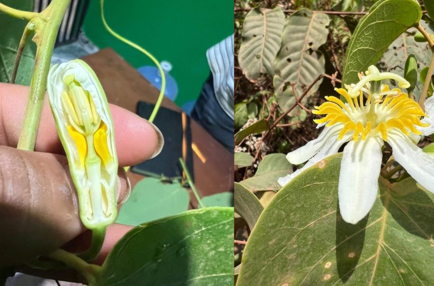  Expedição internacional mapeia espécies de maracujá no Amapá