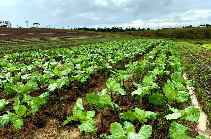  Projeto seleciona cooperativas da agricultura familiar para assessoramento técnico no Amapá