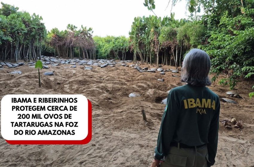 Ibama e ribeirinhos protegem cerca de 200 mil ovos de tartarugas na foz do rio Amazonas