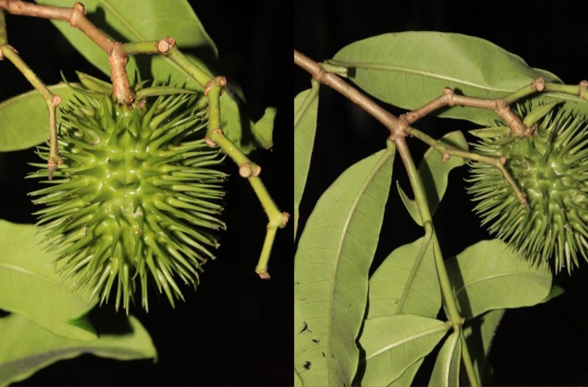  Lista oficial registra 664 espécies de plantas no Parque Nacional Montanhas do Tumucumaque