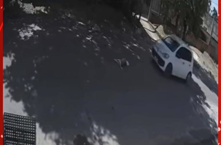  VÍDEO: motorista atropela cães de rua mais de uma vez, no Amapá