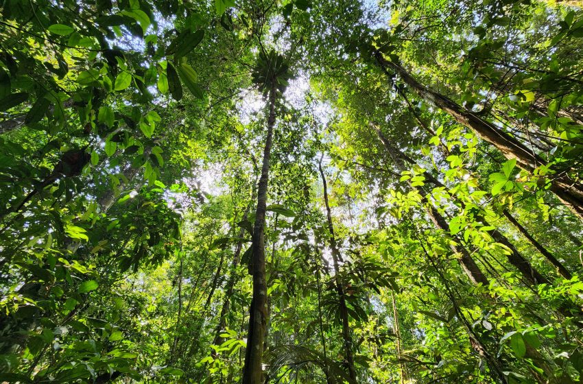  Amapá tem o menor índice de desmatamento entre os estados da Amazônia Legal, diz INPE