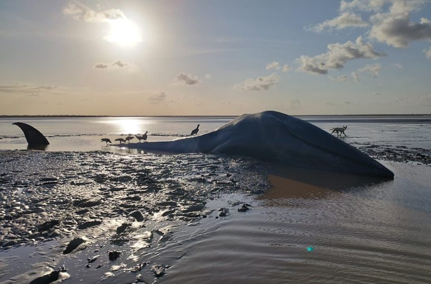  Baleia é encontrada encalhada e morta em praia de Chaves, no Marajó
