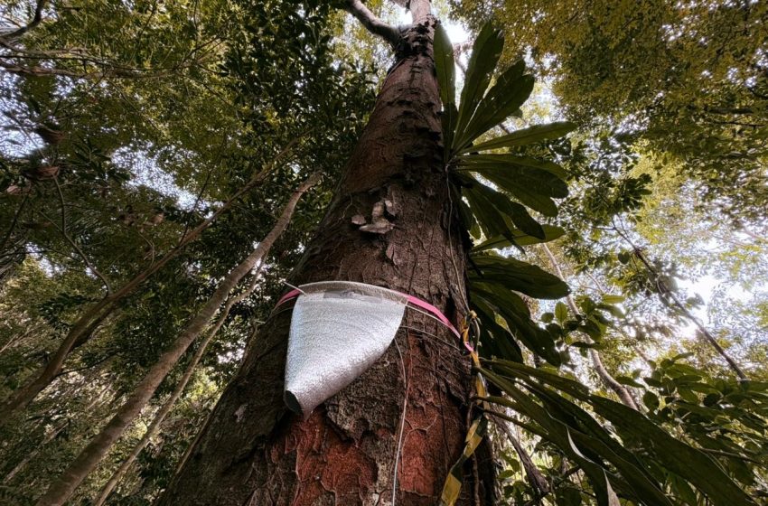  Pesquisa no Amapá mede volume de água liberado por árvores na atmosfera