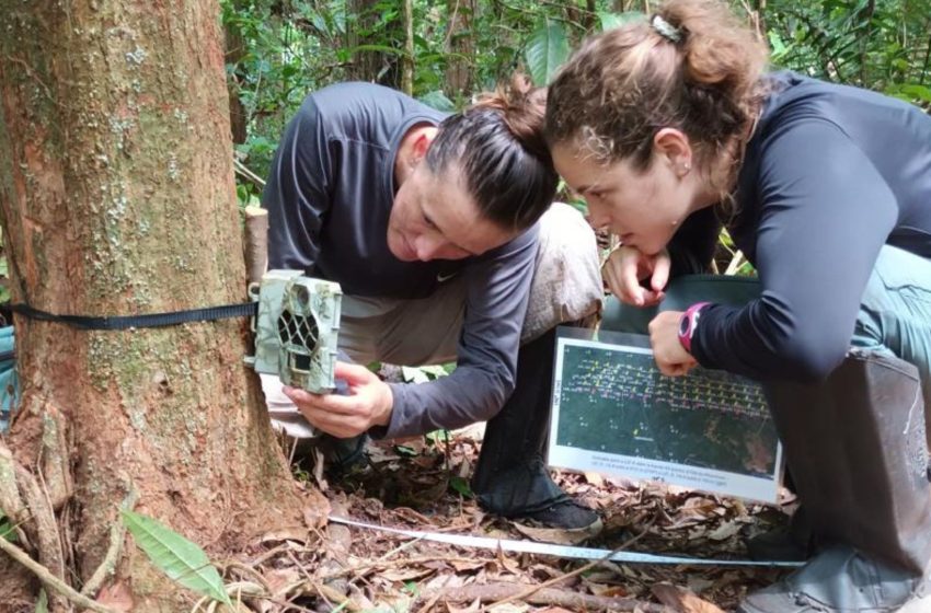  Pesquisadores exploram áreas inéditas da costa do Amapá em busca de onças-pintadas