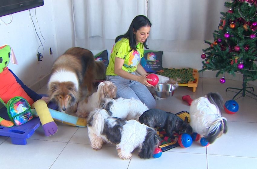  Pet hotéis: procura por hospedagens para cães e gatos dobra no fim de ano em Macapá