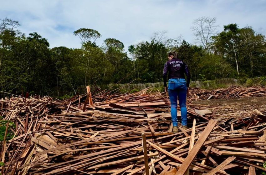  Mazagão registra maior apreensão de madeira ilegal; Polícia usa drones para medir toneladas