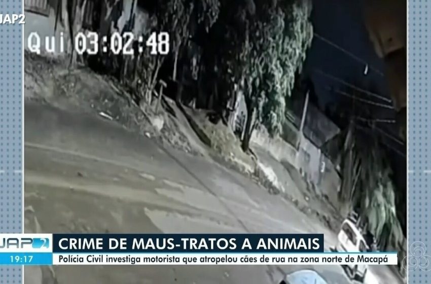 Saiba como denunciar maus-tratos a animais em Macapá