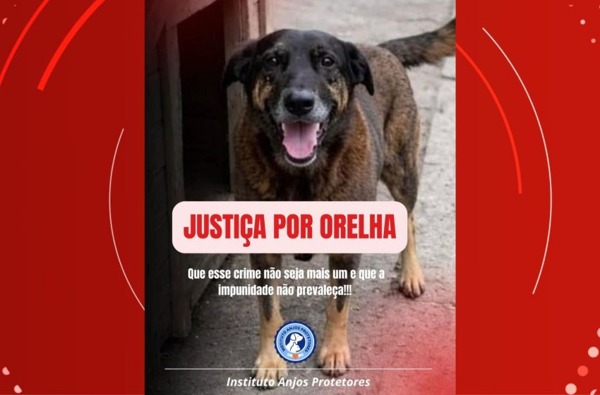  ONGs de proteção animal adotam movimento ‘Justiça Por Orelha’; relembre casos semelhantes no Amapá