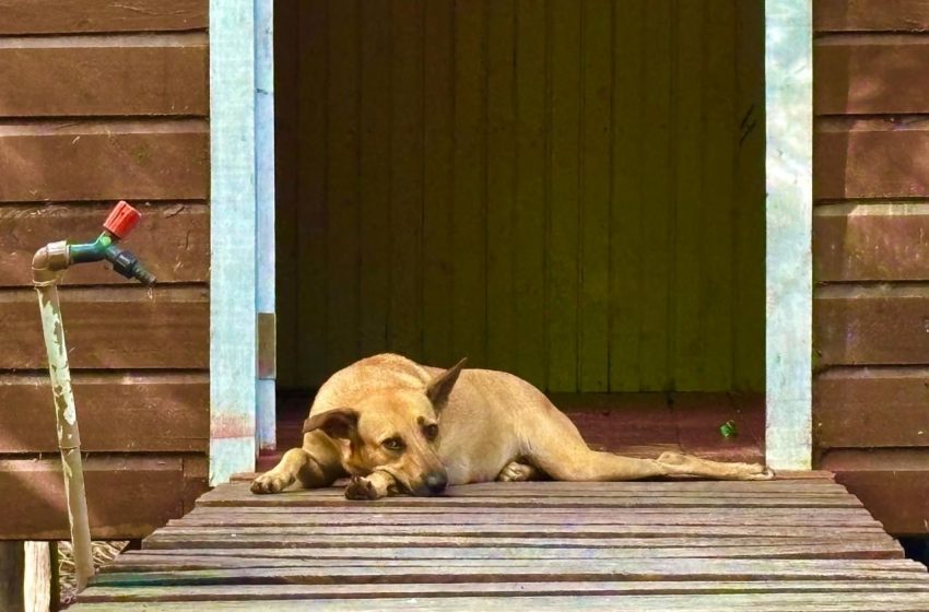  Casos de maus-tratos a animais sobem 27% no Amapá entre 2024 e 2025