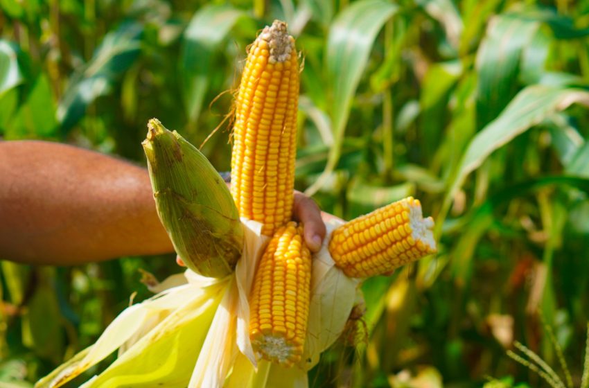  Produtores da agricultura familiar recebem licenças para plantio de milho e soja em Macapá