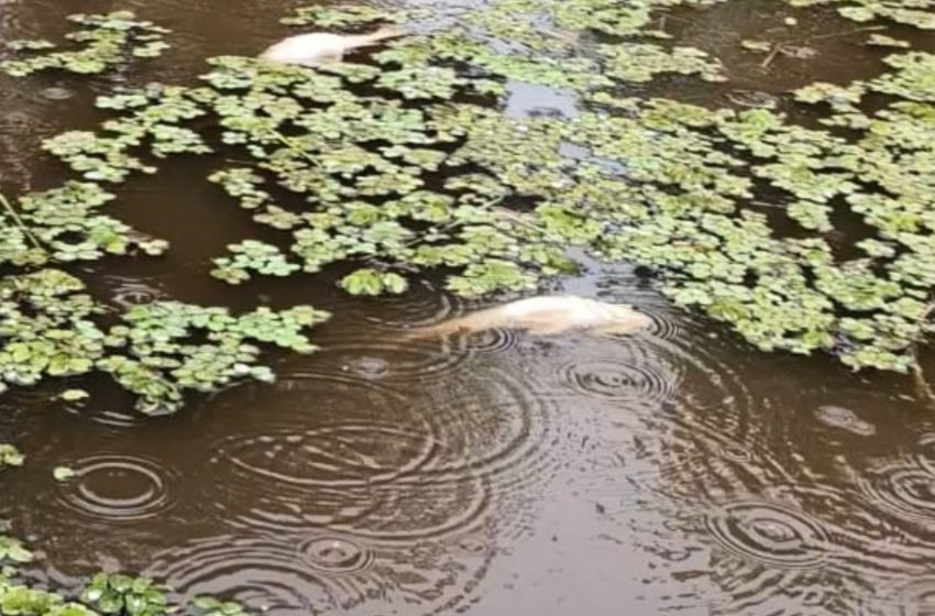  VÍDEO: moradores registram diversos peixes mortos boiando em rio do Bailique, distrito de Macapá