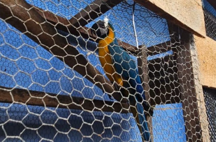  Arara-canindé mantida há três meses em cativeiro ilegal é resgatada pela polícia do Amapá