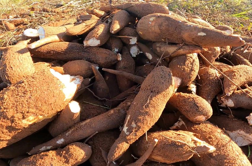  'Perder uma roça é perder uma vida': o drama dos indígenas do Amapá causado pela vassoura-de-bruxa da mandioca
