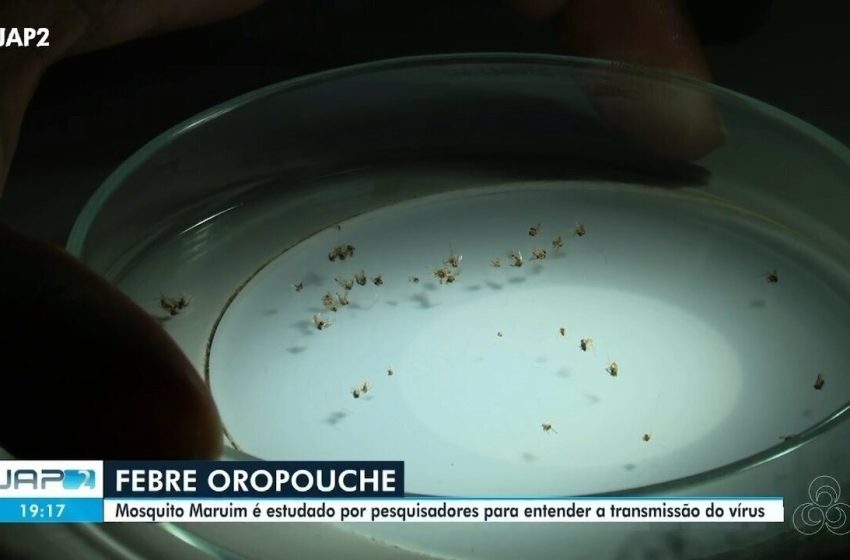  Pesquisadores da Unifap investigam avanço da febre Oropouche na Amazônia