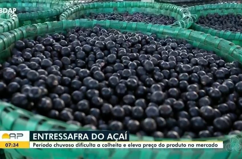  Chuvas dificultam colheita e reduzem oferta de açaí no Amapá em 40%