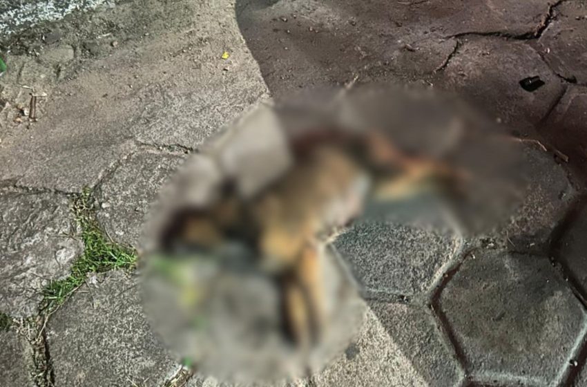  VIDEO: cadela de rua agoniza e morre após suposto envenenamento no Amapá