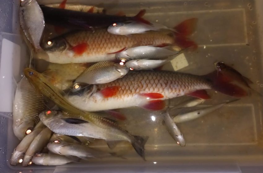  Pesquisadores do AP identificam microplásticos em peixes do Parque do Tumucumaque
