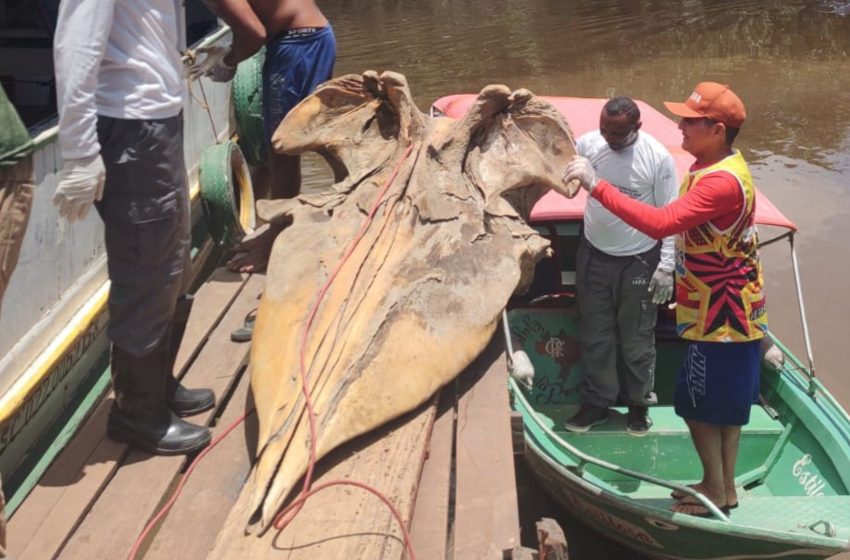  Crânio de cachalote encontrado no Bailique integra coleção científica do Iepa no Amapá