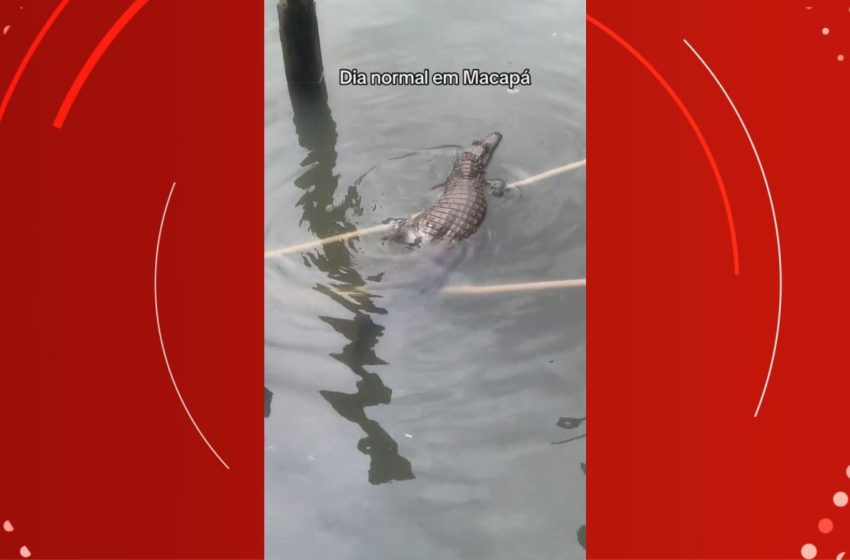  VÍDEO: jovem viraliza ao registrar aparição de jacaré em área de ressaca no Amapá