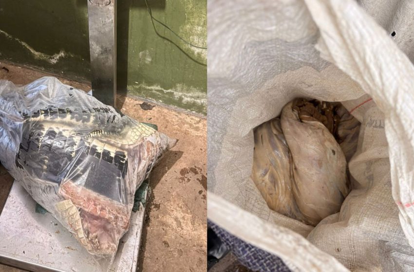  Polícia apreende 120 quilos de carne de jacaré e capivara expostas em box de feira de Macapá