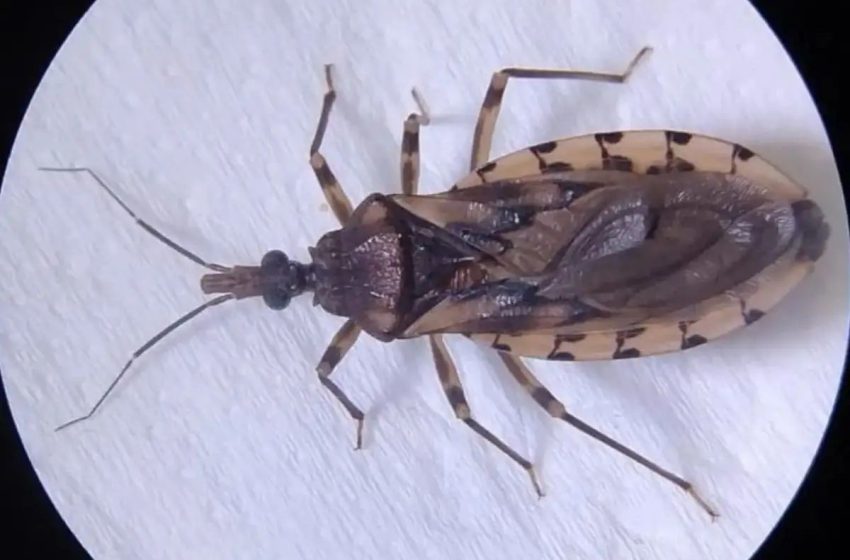  Casos de doença de Chagas acendem alerta no Amapá; veja recomendações