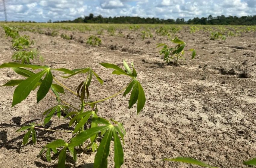  Agricultores do AP recebem R$ 26 milhões para combater praga da mandioca e garantir alimentos