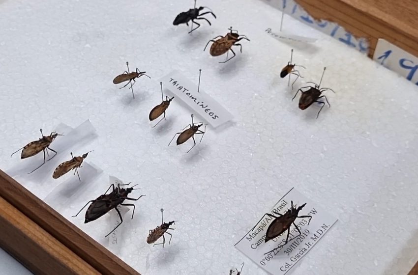  Doença de Chagas no Amapá: entenda como funciona a contaminação pelo barbeiro