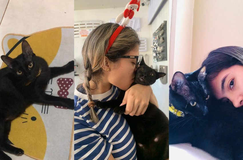  Jovem do Amapá resgata 17 gatos e supera depressão com adoção