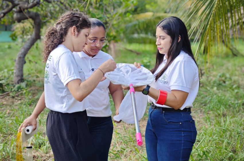  Pesquisa da Unifap monitora risco de praga letal em coqueiros do Amapá