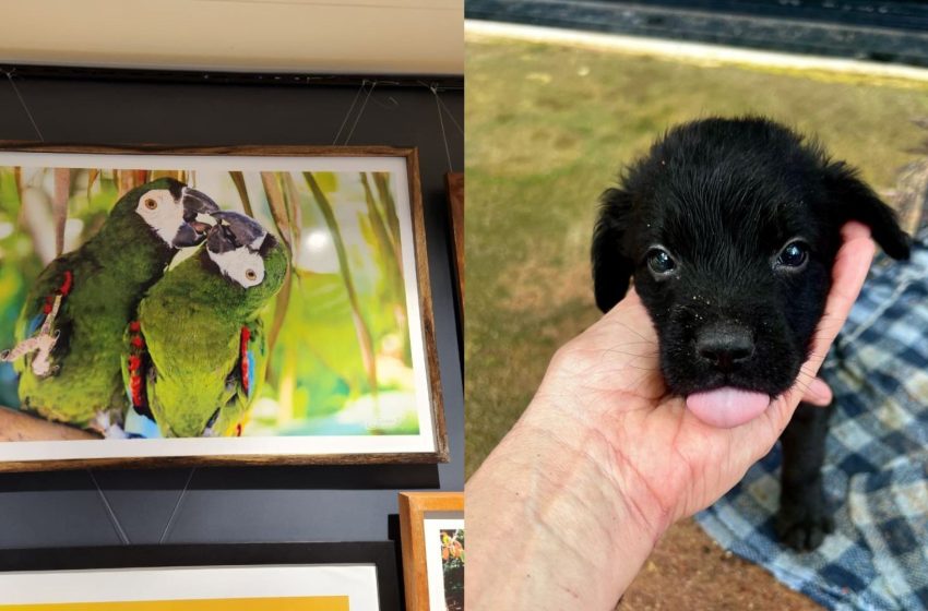  Exposição fotográfica arrecada fundos para animais resgatados em Macapá; veja como visitar