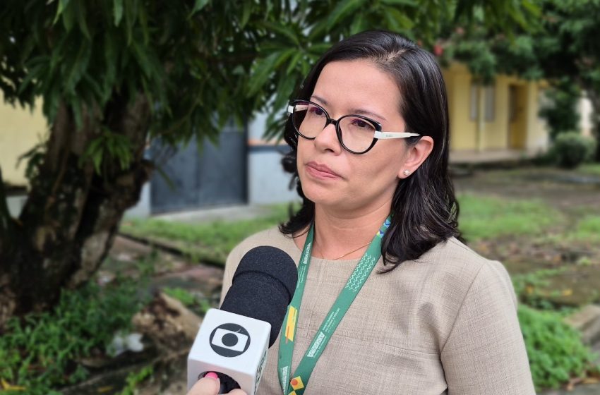  Praga vassoura-de-bruxa é identificada em comunidades de Macapá e Santana