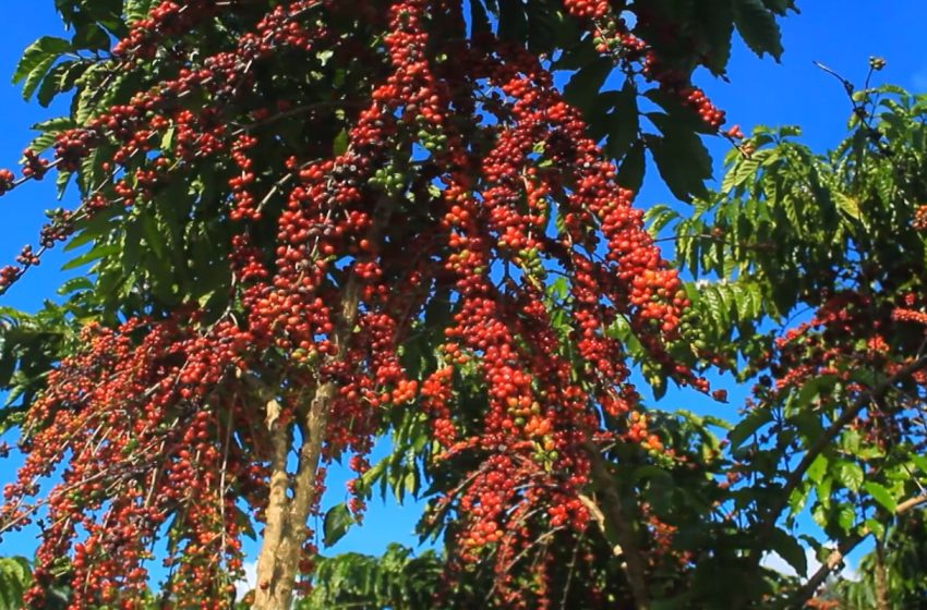  Embrapa desenvolve pesquisa para implementar café robusta amazônico no Amapá